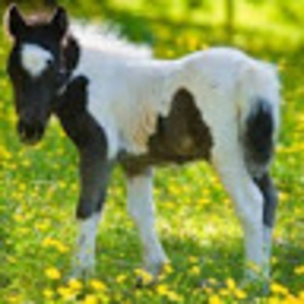 Meet your Posher, Chloe